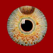 Eye 1