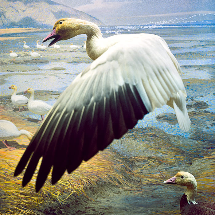 Snow Goose